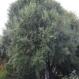 Hoheria angustifolia - Lacebark - Copy