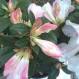 Rhododendron John Bull - Copy