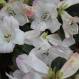 Rhododendron Princess Alice - Copy